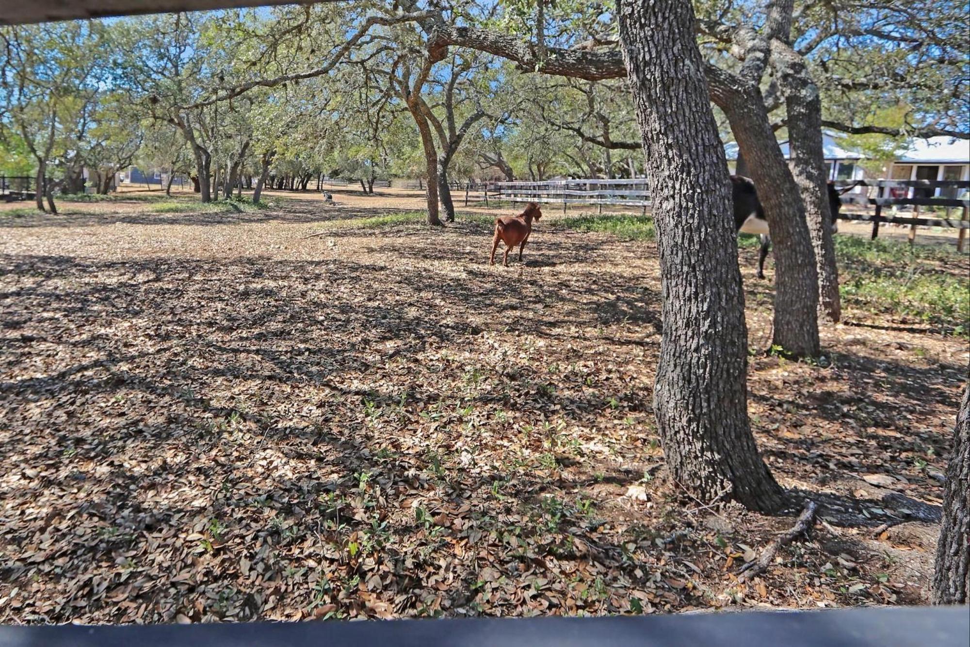 Red Donkey Cottage Wimberley Extérieur photo